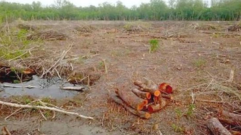 উজাড় বন পুনরুদ্ধারে আলুটিলায় দেশীয় গাছ রোপণের উদ্যোগ