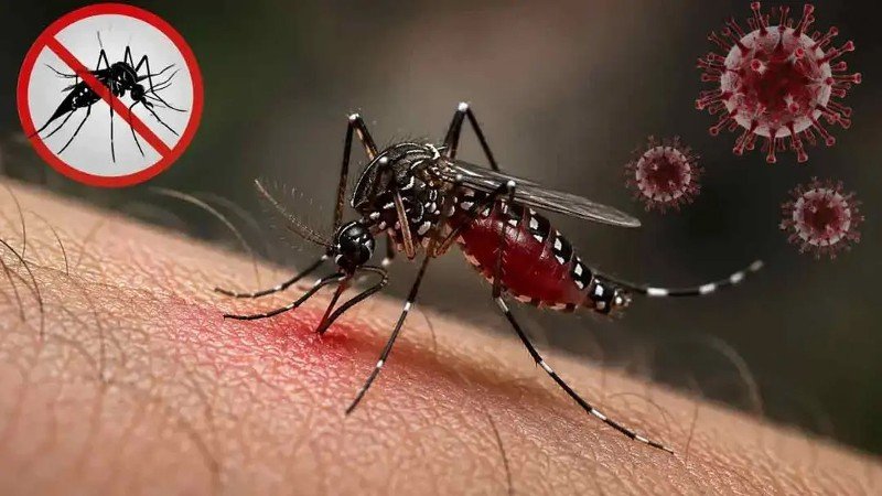 ২৪ ঘণ্টায় ডেঙ্গুতে আরও ৬ জনের মৃত্যু, নতুন আক্রান্ত ২০৮৯ জন