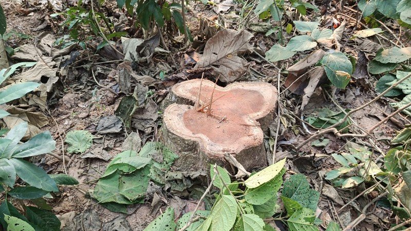 মধুপুরে খেলাধুলার নামে বনের সেগুন গাছ কেটে জমি দখলের চেষ্টা