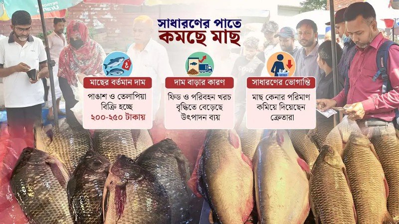নিম্নবিত্তের নাগালের বাইরে পাঙাশ-তেলাপিয়া, আমিষের জোগান নিয়ে শঙ্কা