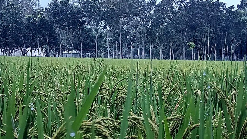 পঞ্চগড়ে দুই দিন ১৫ ডিগ্রির ঘরে থাকার পর বাড়ল তাপমাত্রা